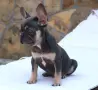 Френски булдог бебе , снимка 2