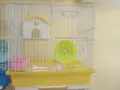 Клетка за хамстер с етаж.оборудвана , снимка 2