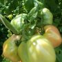 Предлагам разсад стари български сортове домати, снимка 13