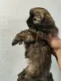Малки пекинезчета , снимка 2