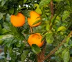 Портокалово дърво (Портокал), снимка 2