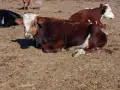 свободни телета за клане и гледане , снимка 2