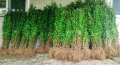 Лигуструм - Жив-плет (0.70)за 1бр., снимка 4