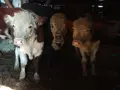 свободни 4 мъжки , снимка 1