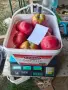 Продавам вкусни домати, снимка 4