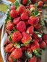 разсад за ягоди записвам за края на февруари цена 025€, снимка 5