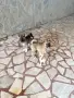Америкаска акита мо, снимка 1