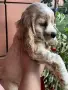 кокер  шпаньол игриво момченце , снимка 5