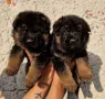 Немски Овчарки , снимка 2