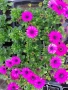 Остеоспермум (Osteospermum) , снимка 2