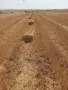 Продавам малки бали люцерна сено и слама с.Лозен общ.Любимец , снимка 1