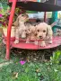 Кокер шпаньолчета, снимка 2