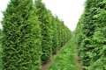 Западна Туя Брабант - Thuja occidentalis Brabant, снимка 2