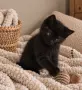     Чистокръвни британски котенца с шампионски произход 🖤, снимка 5
