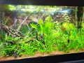 Растения за аквариум и езеро , имам излишни стартирани аквариуми., снимка 14
