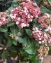 Viburnum Tinus, снимка 4