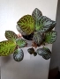 Еписция, episcia Silver dust, снимка 1