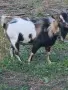продавам мини козички , снимка 1
