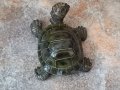 Декоративна костенурка, снимка 3