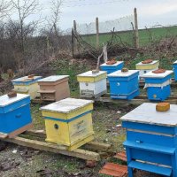 Продавам пчелни семейства:, снимка 2 - За селскостопански - 44295214