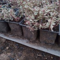 СЕДУМ ТРИКОЛОР Sedum spurium Tricolor

, снимка 2 - Градински цветя и растения - 42097732