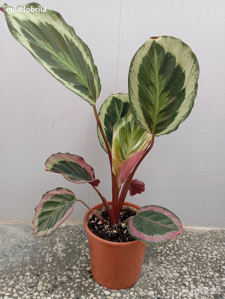 Калатея Розеопикта , снимка 1