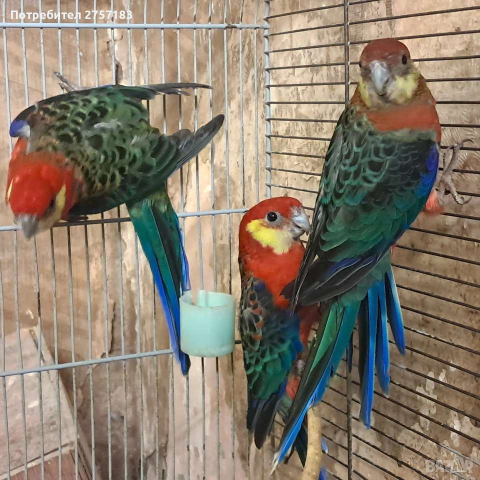 продавам жълтобуза розела 2 мъжки и 1 женска, снимка 1