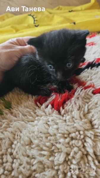 сладки мъници, снимка 1