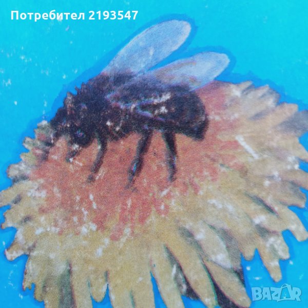 Биологични пчелни майки и отводки, снимка 1