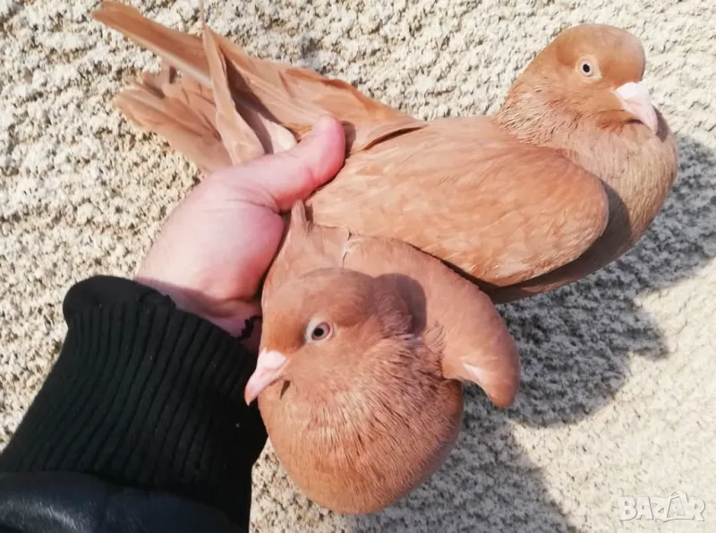 Поморийски гълъби, снимка 1