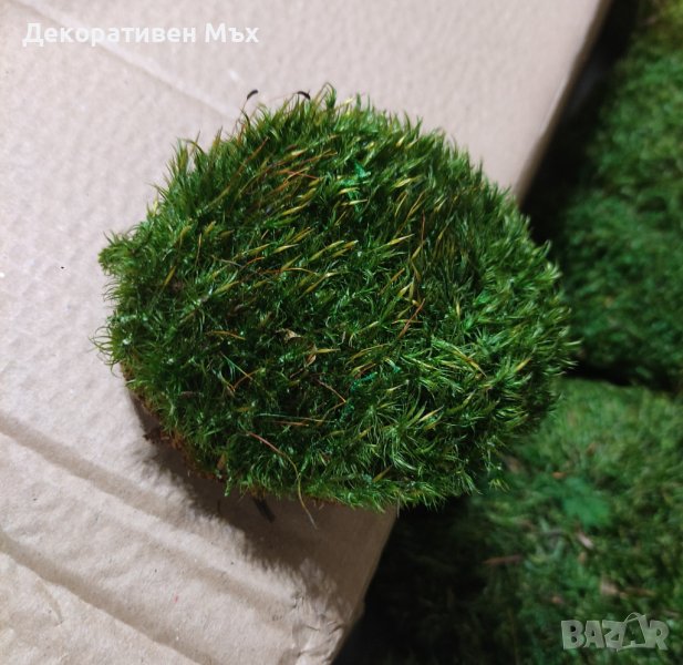 Косовиден скандинавски естествен мъх - Hair Moss, снимка 1