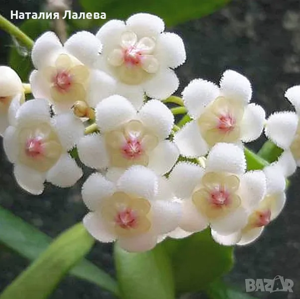 Хоя, hoya rotundiflora, снимка 1