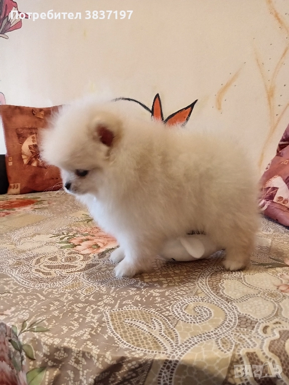 5 мъжки и 1 женско, снимка 1