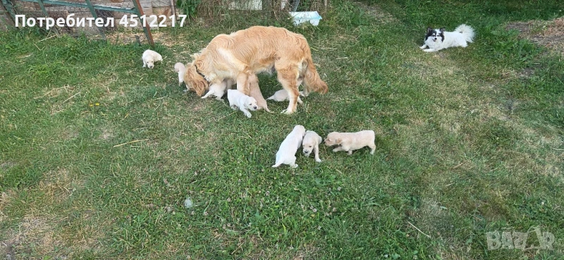 Продавам голдън ретривърчета , снимка 1