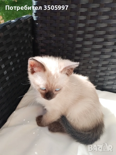Продавам сиамско коте-момиченце, снимка 1