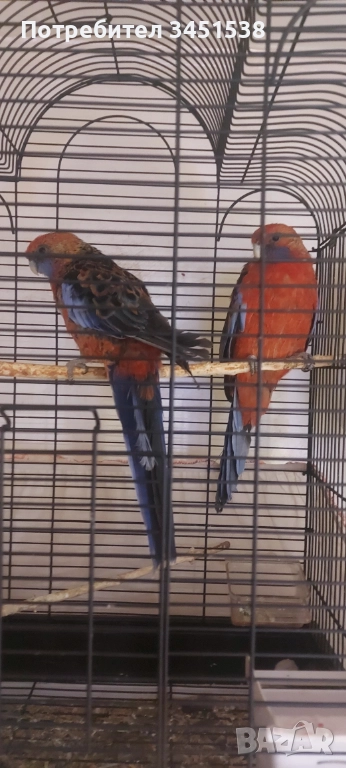 Папагали Пенантова розела , снимка 1