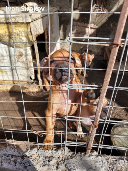 Питбули, снимка 1