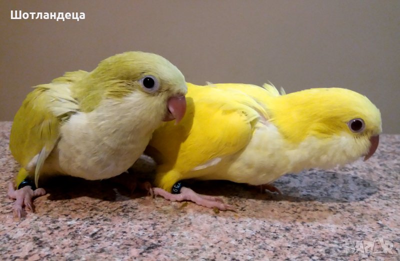 Папагали монах-2025, снимка 1