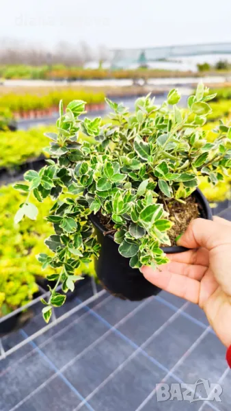 Евонимус Емералд Гайети, Euonymus “Emerald Gaiety”, студоустойчив, снимка 1