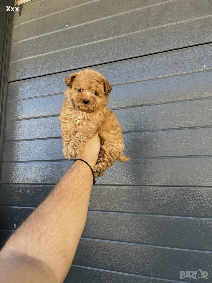 Той пудел-мъжки и женски, снимка 1