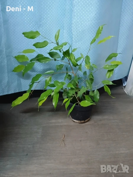 Бенджамин , снимка 1