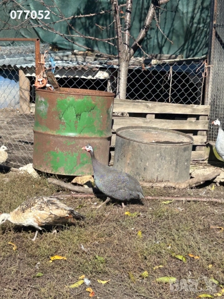 Мъжка токачка, снимка 1