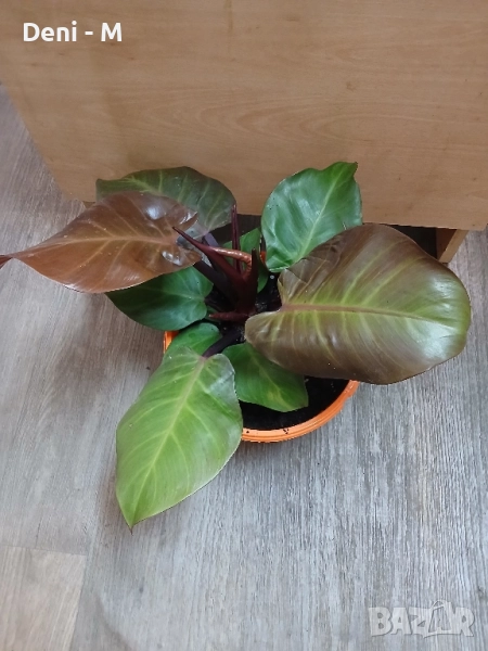Филодендрон , снимка 1