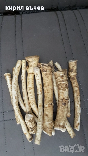 корени хрян, снимка 1