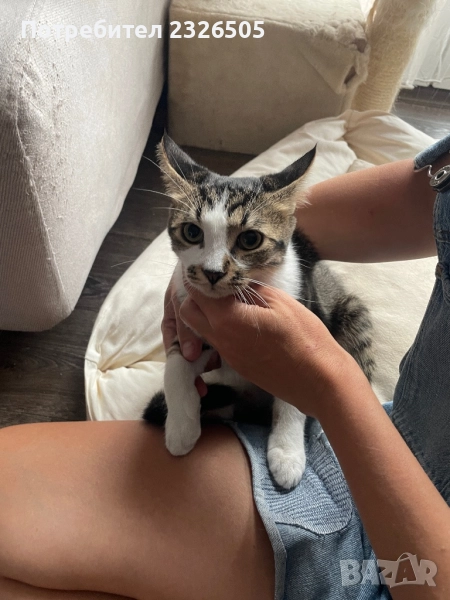Подарявам малки котета, снимка 1