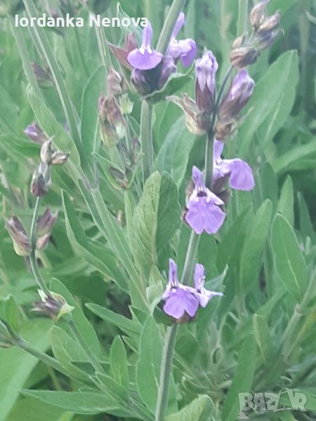 Градински чай , снимка 1