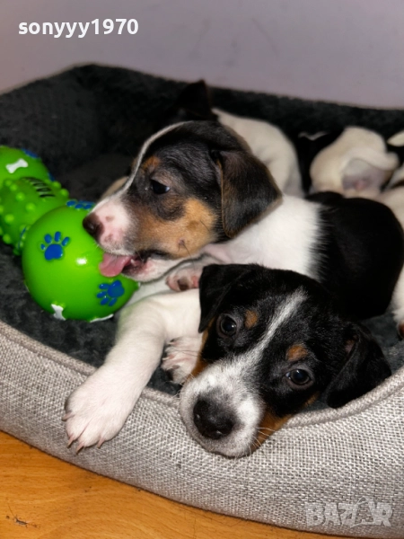 кутре джак ръсел 2310250743, снимка 1