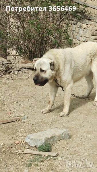 Малки породисти Кангали, снимка 1