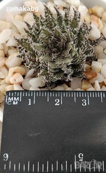 Хавортия (Haworthia decipiens var. pringlei), вкоренено сукулентно растение, снимка 1