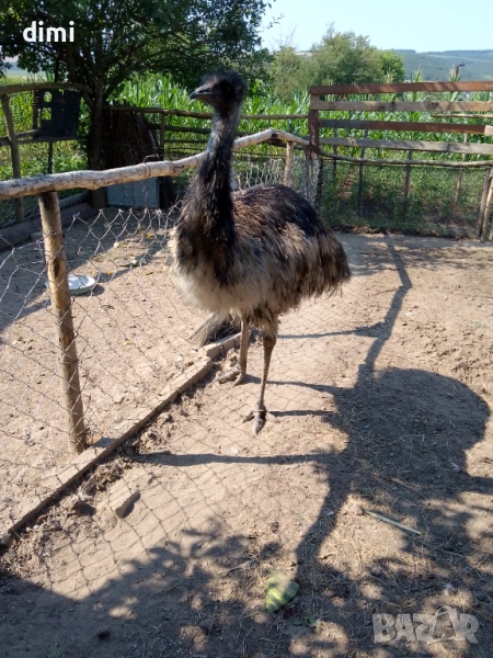 Продавам мъжко Ему , снимка 1